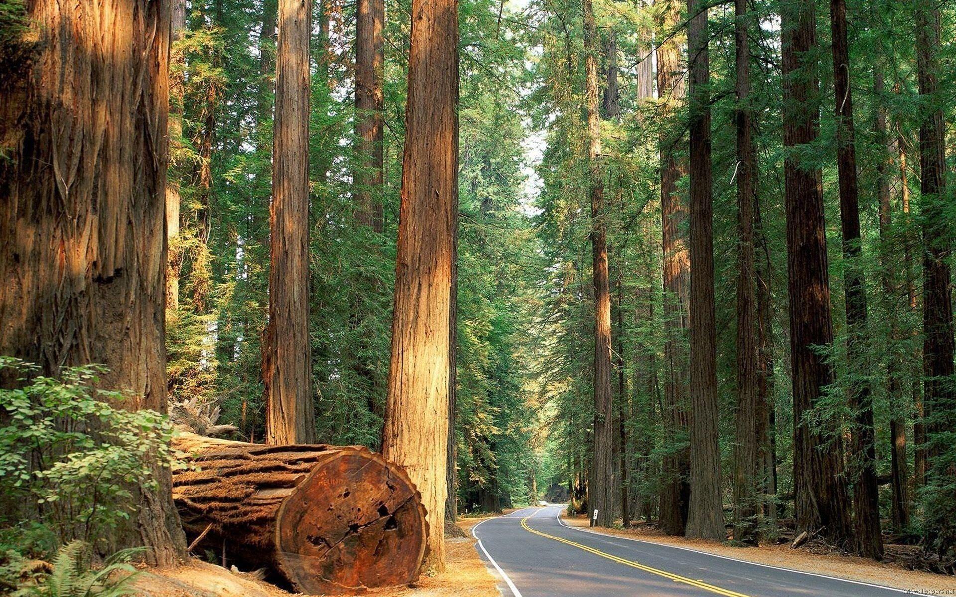 Sequoia National Park